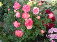 d4356ee4-Picture 303.jpg